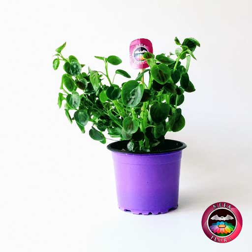 Planta milloncito 9cm matera plástica lateral Neea Flora