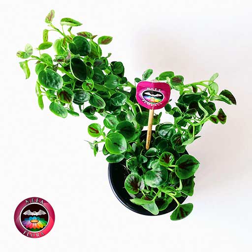 Planta milloncito 9cm matera plástica superior Neea Flora