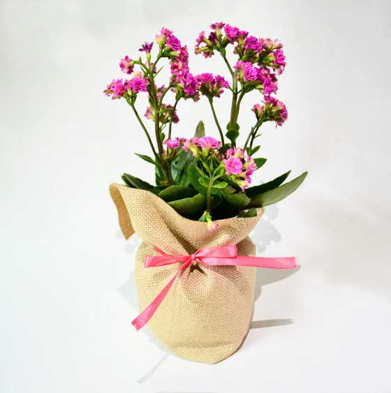 Planta con flor Kalanchoe bolsa yute cinta colores
