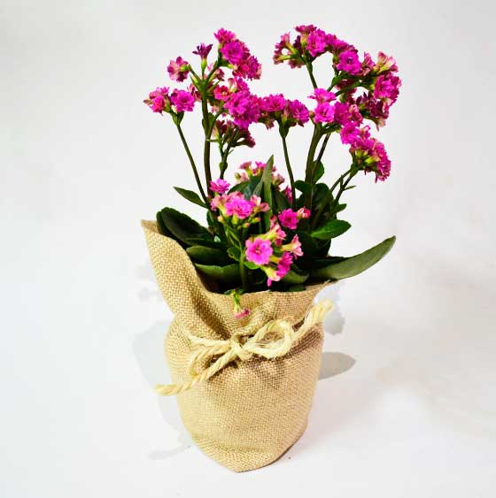 Planta con flor Kalanchoe bolsa yute cabuya
