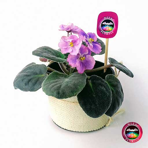 Planta violeta africana Saintpaulia flor rosa morada púrpura matera  plástica yute 10 cm • Neea Flora - Recordatorios y Regalos con Suculentas