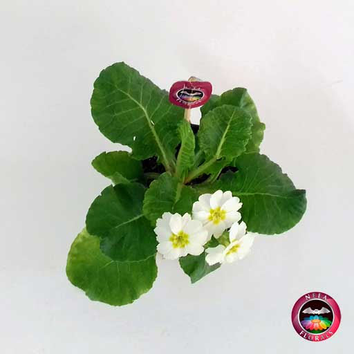 Planta victoria Primula obconica flor blanca 10cm matera plástica yute superior Neea Flora