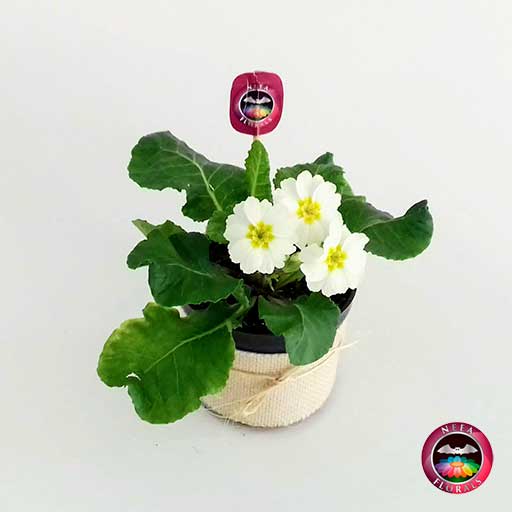 Planta primavera Primula obconica flor blanca 10cm matera plástica yute diagonal Neea Flora