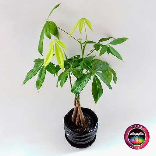 Árbol del dinero Pachira aquatica 9cm matera cerámica ondas negra diagonal