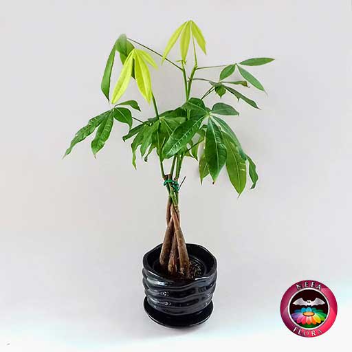 Árbol del dinero Pachira aquatica 9cm matera cerámica ondas negra frontal