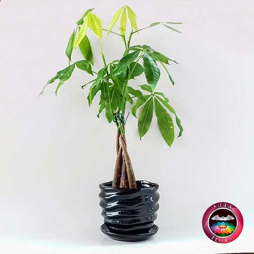 Árbol del dinero Pachira aquatica 9cm matera cerámica ondas negra lateral