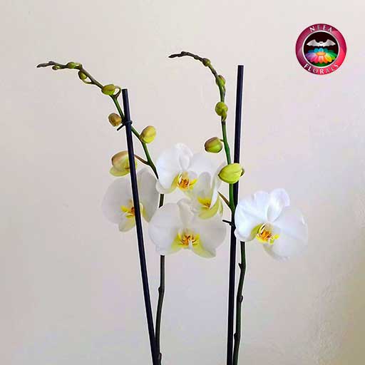 Orquidea mariposa Phalaenopsis dos varas blanca matera plástica zoom Neea Flora