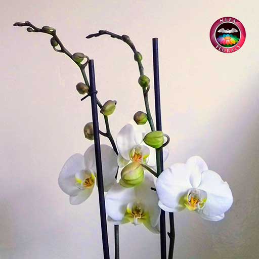 Orquidea mariposa Phalaenopsis dos varas blanca matera plástica zoom2 Neea Flora