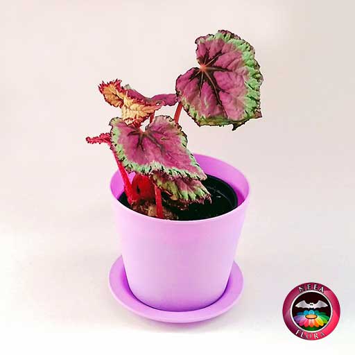 Begonia rex 10cm matera plástica Galena púrpura diagonal