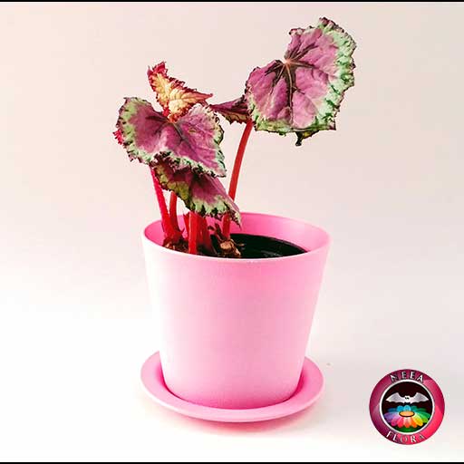 Begonia rex 10cm matera plástica Galena rosa frontal