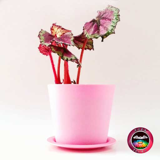Begonia rex 10cm matera plástica Galena rosa lateral