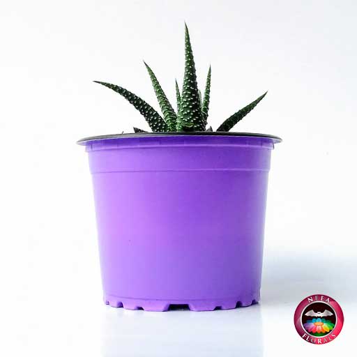 Suculenta zebra Haworthia zebra 9cm - Imagen 6