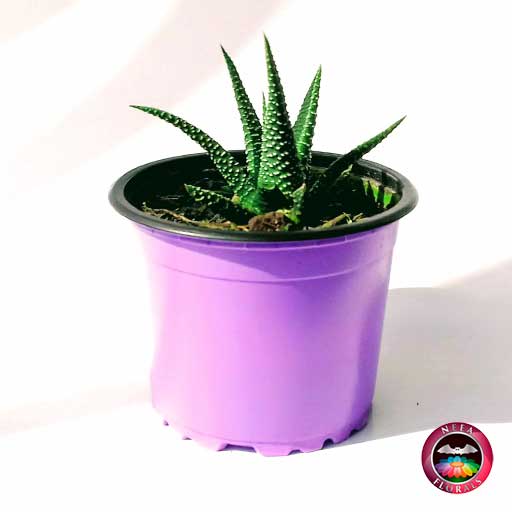 Suculenta zebra Haworthia zebra 9cm - Imagen 5