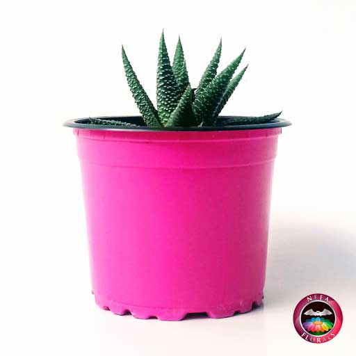 Suculenta zebra Haworthia zebra 9cm - Imagen 4