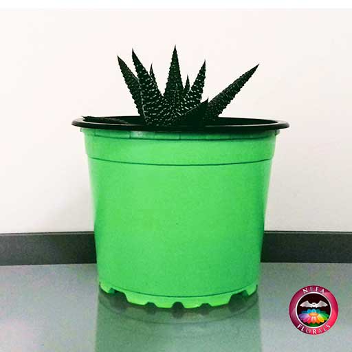 Suculenta zebra Haworthia zebra en matera plástica colorida P-9 mesa Neea Flora