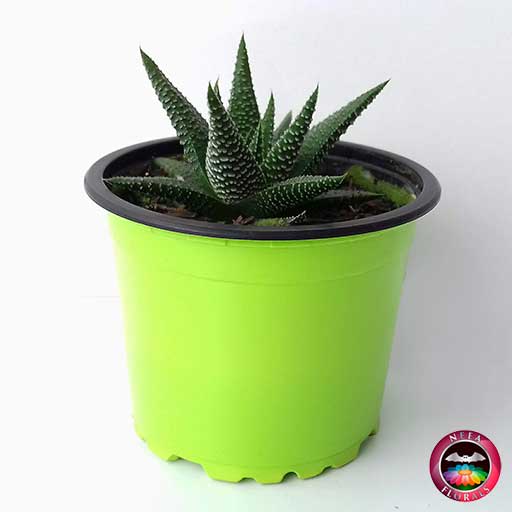 Suculenta zebra Haworthia zebra en matera plástica colorida P-9