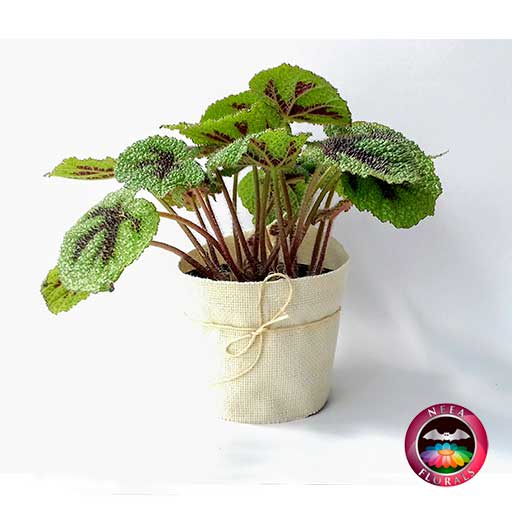 Begonia Cruz de Hierro Begonia masoniana P-14 Planta de Interior Neea Flora