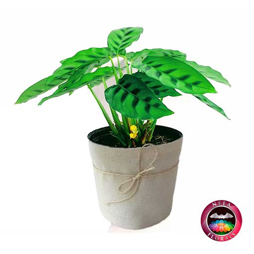 Planta mandamiento Calathea P-14 Planta de Interior Neea Flora.