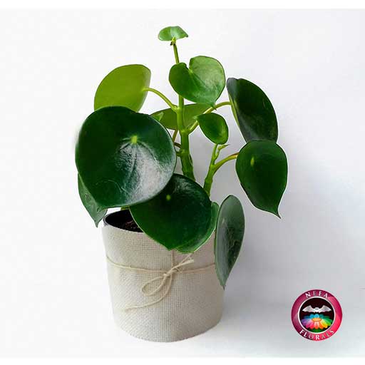 Planta de Interior Cuchara Pilea peperomioidea diagonal Neea Flora