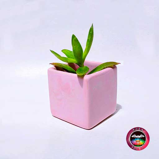 Suculenta matera cerámica cubo rosa mediana diagonal Neea Flora