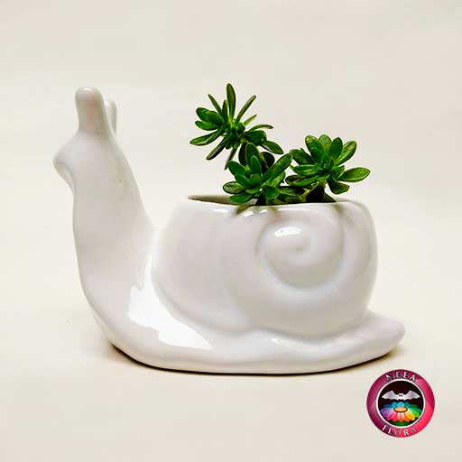 Suculenta matera cerámica animales caracol