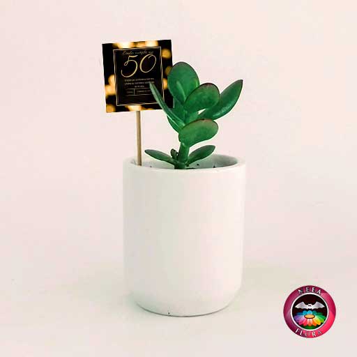 Suculentas recordatorios matera cerámica cilindro 8x10cm blanco con tarjeta Neea Flora