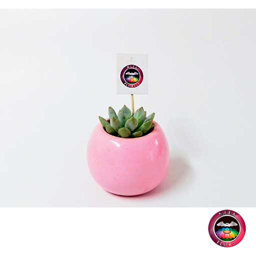 Recordatorio suculenta matera cerámica resinada bola mini rosa Neea Flora