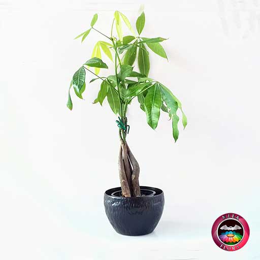 Árbol del dinero Pachira aquatica 9cm matera plástica bowl Ceci frontal Neea Flora