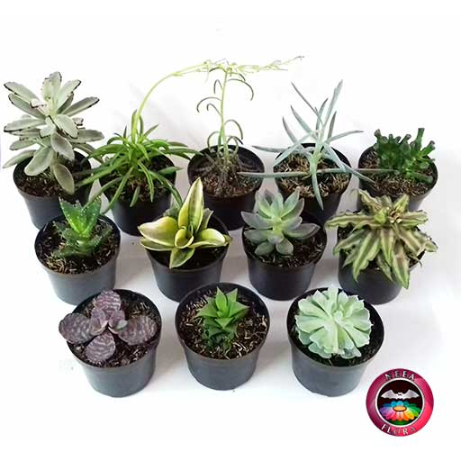 Plantas suculentas variadas 10cm matera plástica