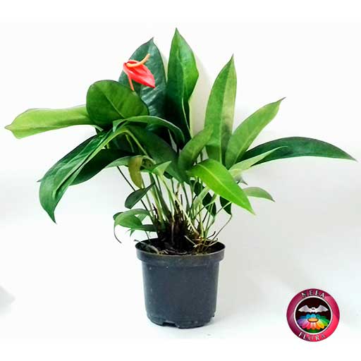 Planta Anturio helicoidal Anthurium 14cm matera plástica Neea Flora