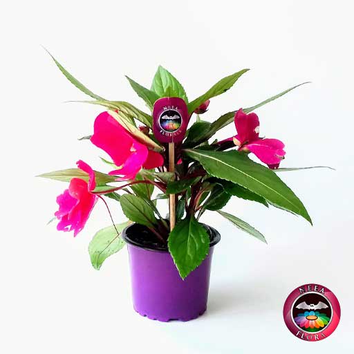 Planta guinea Impatiens 9cm matera plástica Neea Flora