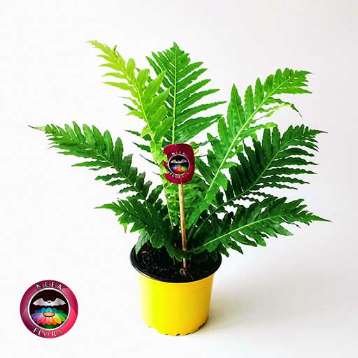 Helecho Palma Blechnum gibbum 9cm matera plástica frontal Neea Flora