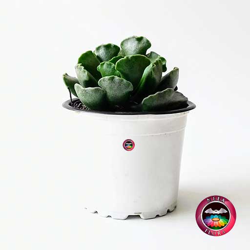 Planta suculenta empanadita Adromischus cristatus 9cm matera plástica lateral Neea Flora