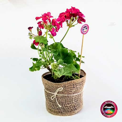 Planta Novio Pelargonium flor roja 14cm matera plástica yute frontal Neea Flora