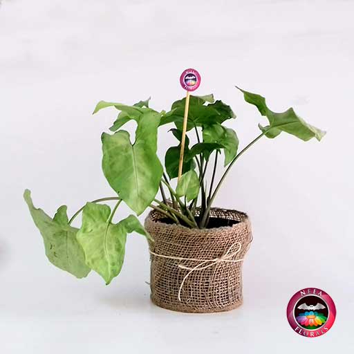 Planta Singonio blanco Syngonium podophyllum 14cm en matera plástica yute frontal Neea Flora