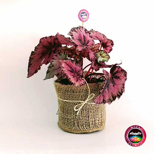 Begonia rex P-14 • Neea Flora - Recordatorios y Regalos con Suculentas