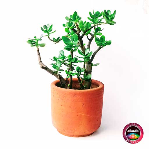 Planta jade árbol del dinero Crassula ovata matera de barro mediana frontal