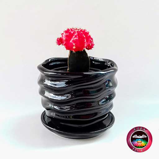 Cactus injerto 9cm matera cerámica ondas negra frontal