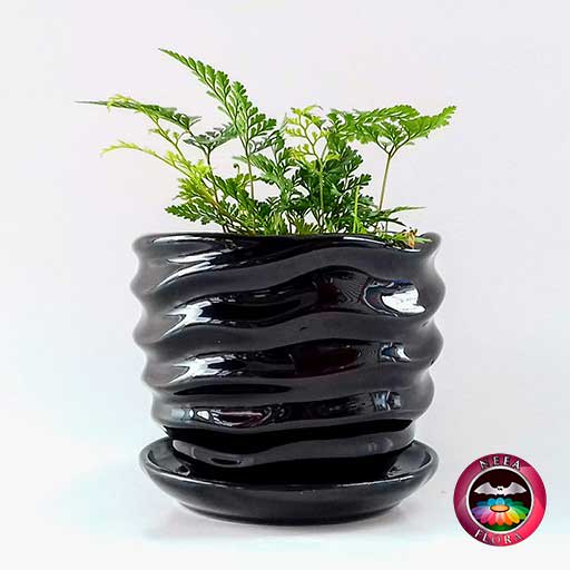 Helecho pata de conejo Davallia 9cm matera cerámica ondas negra lateral