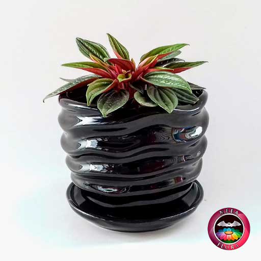 Planta velitas Peperomia caperata 9cm matera cerámica ondas negra frontal