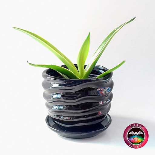 Agave liso 9cm matera cerámica ondas negra frontal