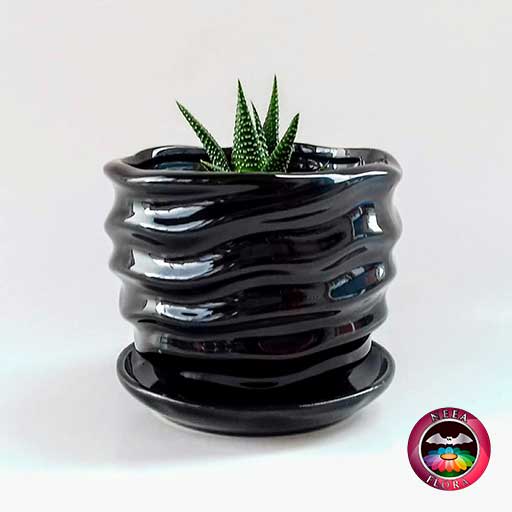 Suculenta zebra Haworthia matera 9cm cerámica ondas negra frontal