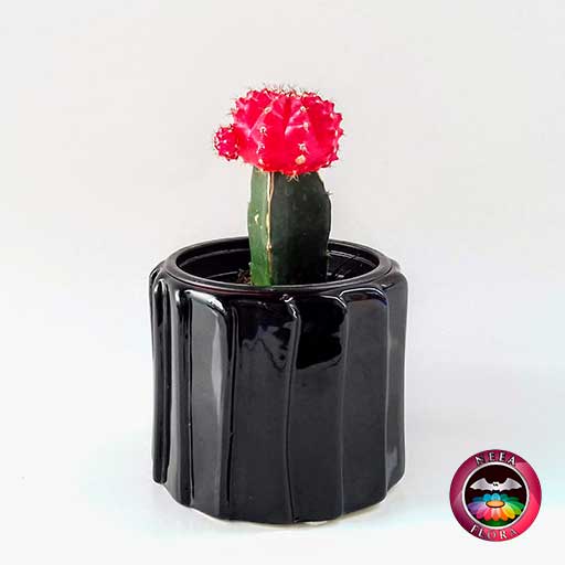 Cactus injerto 9cm matera cerámica tuerca negra frontal