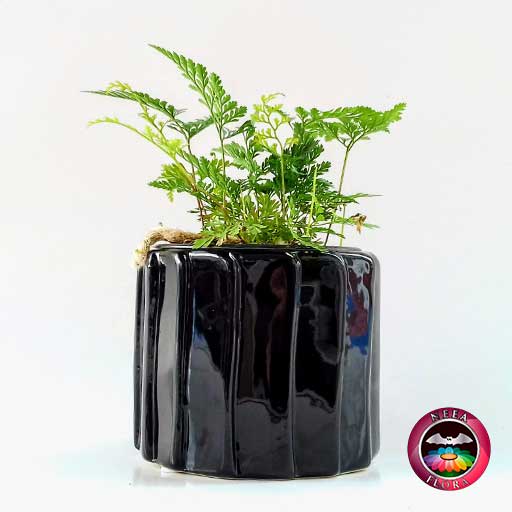Helecho pata de conejo Davallia 9cm matera cerámica tuerca negra lateral