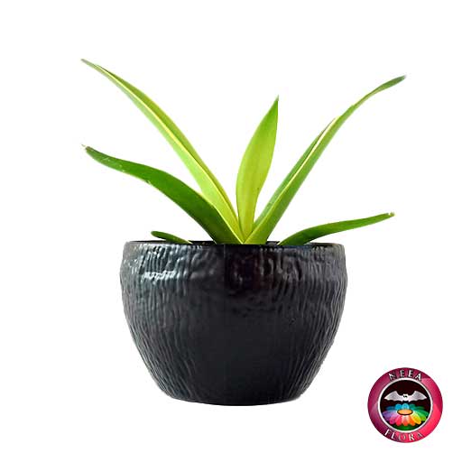 Agave liso 9cm matera plástica bowl Ceci negra lateral