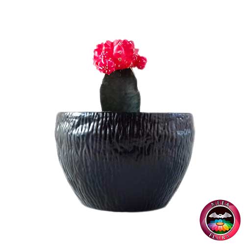 Cactus injerto 9cm matera plástica bowl Ceci negra lateral