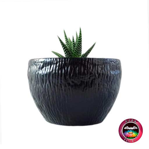 Suculenta zebra Haworthia matera 9cm plástica bowl Ceci negra lateral