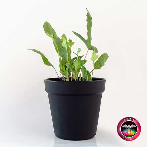 Helecho azul Phlebodium aureum 9cm matera plástica vaso Rachel negra lateral