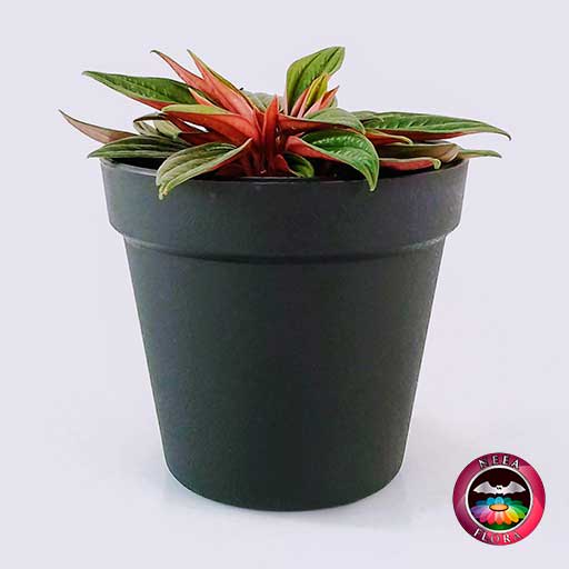 Planta velitas Peperomia caperata 9cm matera plástica vaso Rachel negra frontal