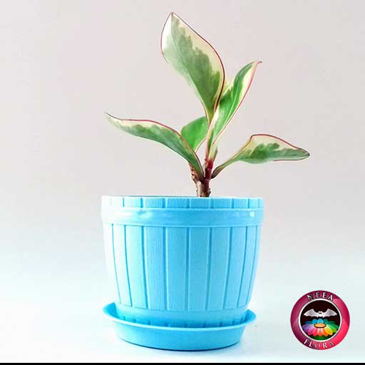 Planta Conga Peperomia clusiifolia 10cm matera plástica barril azul lateral